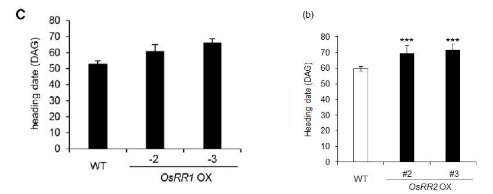 OsRR1 및 OsRR2 과발현체의 개화 시기 관찰 결과 이들 과발현체들은 모두 개화가 지연되었다