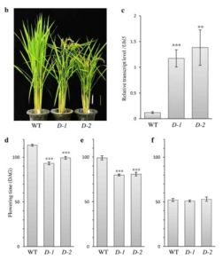 Roc4 activation tagging 라인이 장일조건 특이하게 개화가 촉진되는 표현형