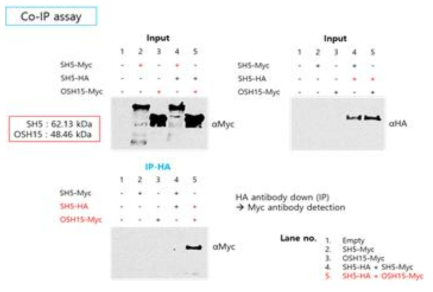 Co-immunoprecipitation 실험을 이용한 SH5-OSH15 heterodimer complex 형성의 관찰