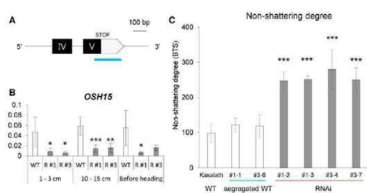 Shattering이 잘 일어나는 ´Kasalath´ 품종에 RNAi 방법으로 OSH15의 발현을 감소시키면 shattering이 감소한다