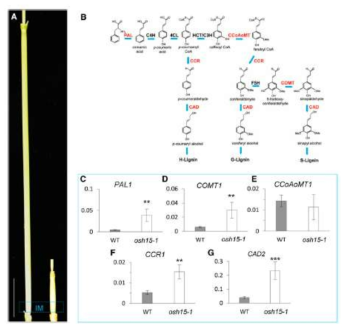 osh15 KO 식물체의 internode 길이 신장 표현형 및 lignin 합성 경로에서의 주요 유전자 발현 변화 관찰