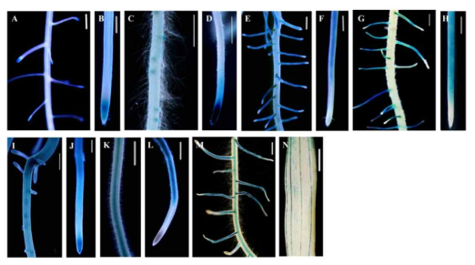 뿌리 선별적으로 발현하는 라인의 GUS 발현. 4A-01866 (A, B), 3A-12167 (C, D), 1A-15732 (E, F), 1B-15142 (G, H), 4A-02203 (I, J), 2D-20522 (K, L), 3A-52743(M, N)