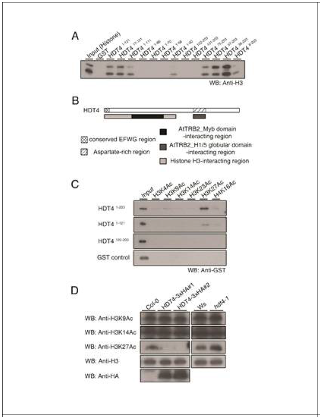 HDT4 is a putative histone H3 lysine 27 deacetylase in Arabidopsis> (A) Analysis to map the H3-interacting region on HDT4 in vitro. (B) Scheme of the region of HDT4 involved in the interaction with histone H3. (C) In vitro peptide binding assay showing binding of HDT4 to acetylated lysine residues of histone H3. (D) Acetylated lysine status of histone H3 in two independent HDT4-HA-expressing transgenic plants and hdt4-1 mutant plants determined by various antibodies in vivo