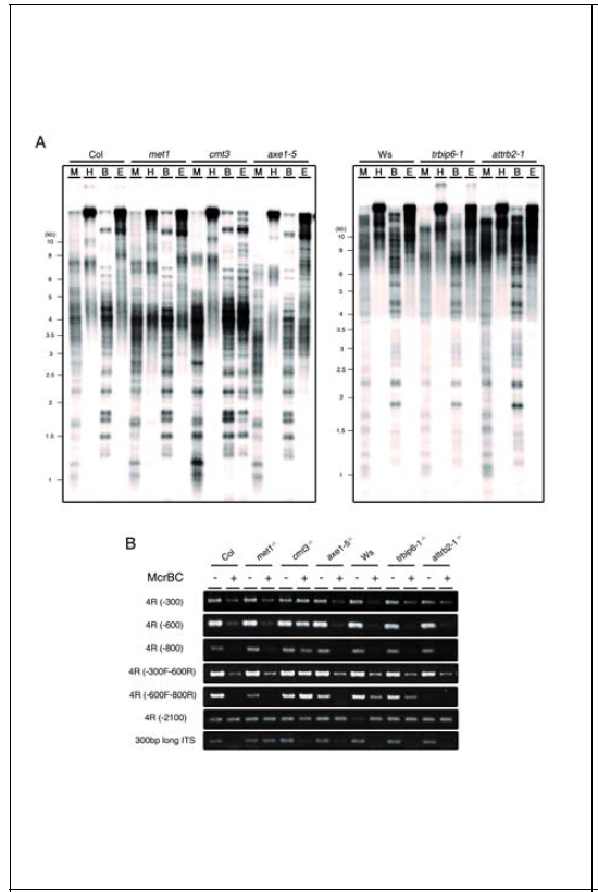Changes in the pattern of DNA methylation in telomeic and subtelomeric regions> (A) Southern blot analysis showing the pattern of DNA methylation of telomeric repeats in cmt3, met1, axe1-5 (left panel), hdt4-1 and attrb2-1 mutants (right panel). DNA blots of methylation-sensitive restriction enzyme-digested gDNA probed with [TTTAGGG]70 repeat sequences. M, MspI; H, HpaII; B, BstNI; E, EcoRII. (B) Chop-PCR in subtelomeric and ITSs regions using McrBC endonuclease. 4R-300, -600, -800, and -2100 indicate the different regions on the subtelomeric regions closed to telomere in the right arm of chromosome IV. The 60S RPgene was used as a reference for quantitative comparisons.-, +; McrBC-untreated/ -treated
