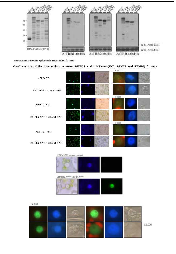 Protein-protein interaction between histone methyltransferases and other epigenetic regulators in vitro and in vivo. HMTases (SUVH4/KYP, ATXR5, ATXR6) and LHP1, like-hetrochromatin protein 1 interact with AtTRB2 in vitro and in vivo