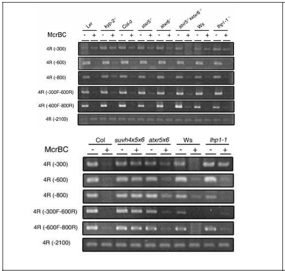 Pattern of DNA methylation in hetrochromatic region of chromosome IV: McrBC assay. SUVH4/KYP is involved in H3K9 methyation in subtelomeric region and interstitial telomeric sequences