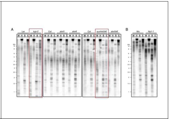 Effects on the DNA methylation in telomeric chromatin by HMTases and LHP1 by showing Southern blot analysis using methylation-sensitive restriction enzymes. (A) HMTases (SUVH and ATXR proteins) showing non-CpG methylation in telomeric chromatin. (B) LHP1 did not show differences in DNA methylation pattern