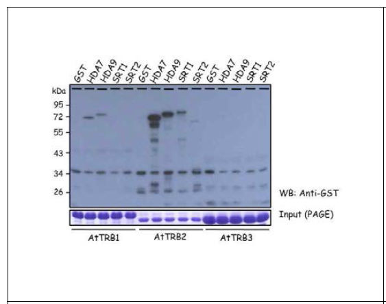 Protein-protein interaction between AtTRBs (AtTRB1, AtTRB2, and AtTRB3) and HDACs (HDA7, HDA9, SRT1, and SRT2) in vitro