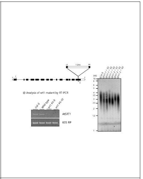 Terminal Restriction Fragmentation (TRF) analysis demonstrating the regulation of telomere maintenance by SRT1 in Arabidopsis