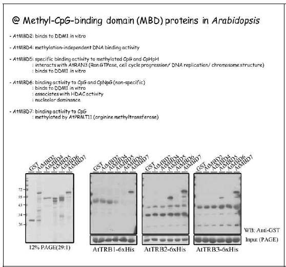 Protein-protein interaction between methyl-CpG-binding domain (MBD) proteins and AtTRBs in vitro