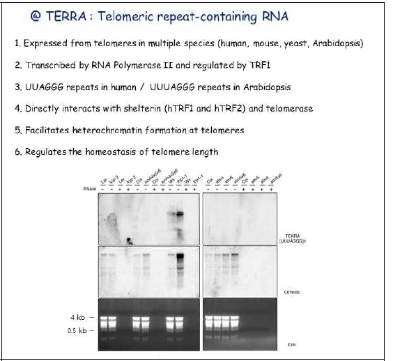 TERRA (Telomeric repeat-containing RNA) generation in mutants of genes for KYP, ATXR5, ATXR6, and LHP1
