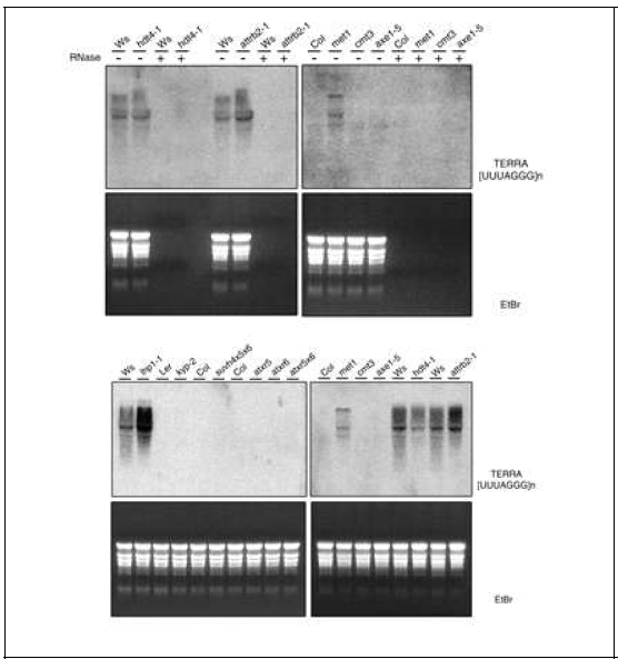 TERRA (Telomeric repeat-containing RNA) generation in mutants of genes for HDT4, AtTRB2, MET1, CMT3, HDA6