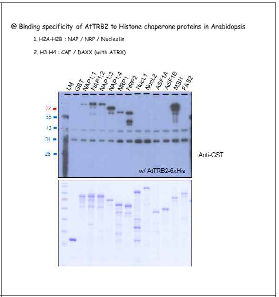 Binding specificity of different histone chaperone proteins to AtTRB2 in Arabidopsis