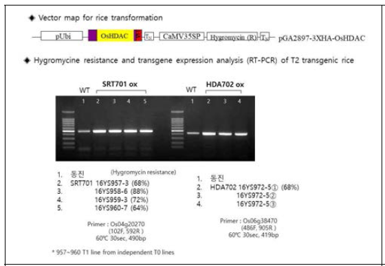 Vector map for rice transformation and hygromycin resistance and transgene expression analysis (RT-PCR) of T2 transgenic rice