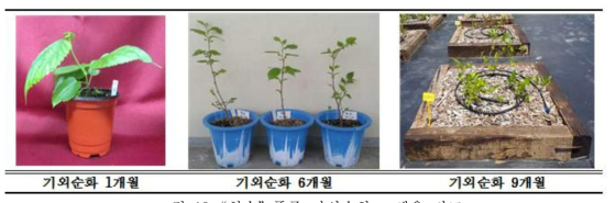 “청수” 품종 기외순화묘 생육 비교