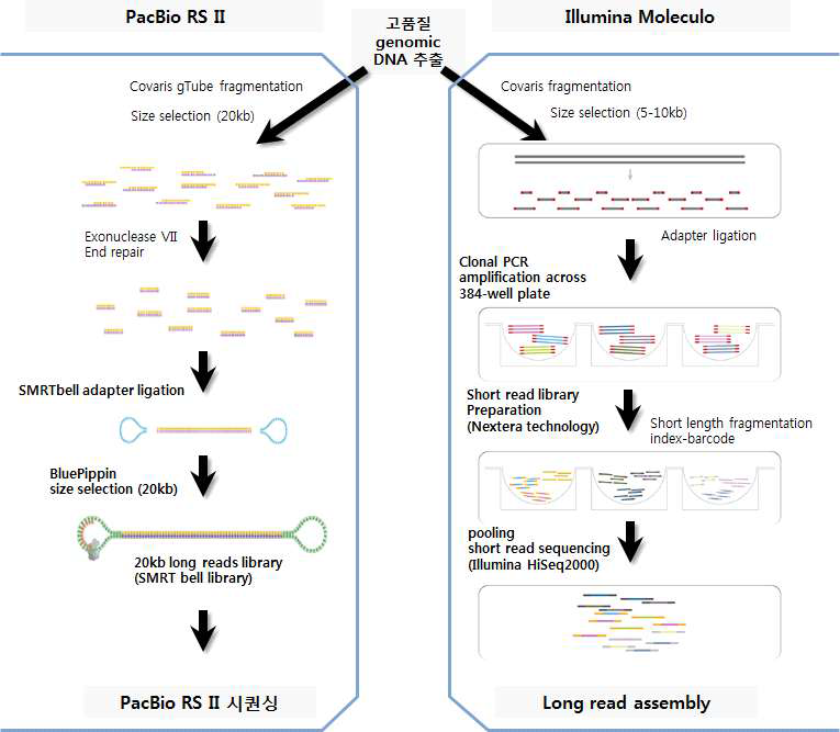 무 표준유전체 개선을 위한 long read sequencing의 주요 과정과 흐름도
