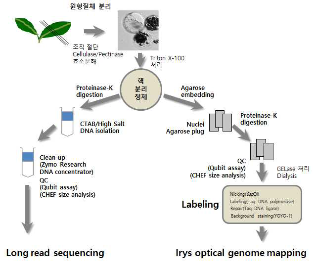 무의 HMW DNA 추출 실험의 주요 과정과 흐름도