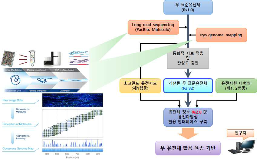 무 표준유전체 완성도 향상을 위한 개선 전략