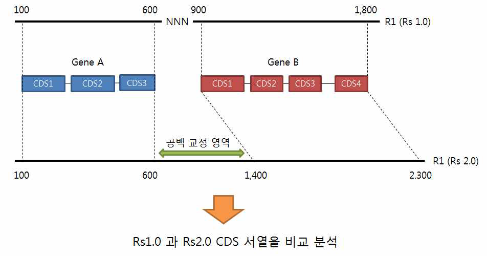 무 표준유전체 Rs2.0 유전자 확립을 위한 분석 방법