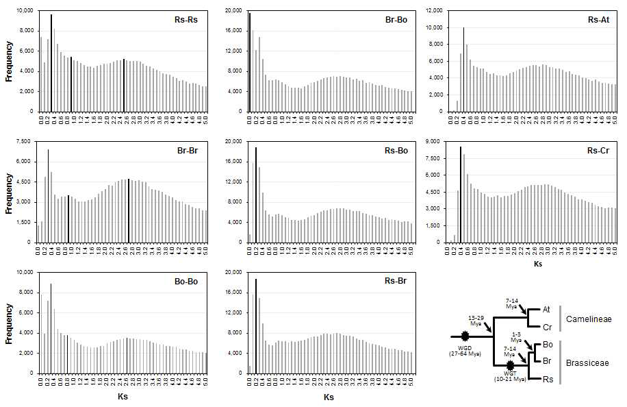 십자화과 유전체에서 배수화 현상의 추적. X축은 Ks 값, Y축은 빈도를 나타냄. Rs, R. sativus; At, A. thaliana; Br, B. rapa; Bo, B. oleracea; Cr, Capsellar rubella. WGD, whole genome duplication; WGT, whole genome triplication