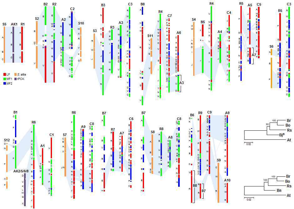 배추족 유전체의 염색체 수준의 상동 영역 비교. 조상 유전체의 핵형 모델을 이용하여 무(R), 배추(A), 흑겨자(B), 양배추(C), 백겨자(S) 염색체 간의 상동 영역을 표시하고 상동 영역간 ortholog 유전자들 사이의 서열 분화 정도를 Maximum likelihood tree로 나타냄. Rs, R. sativus; At, A. thaliana; Br, B. rapa; Bo, B. oleracea; BjB, B genome of B. juncea; Bn, B. nigra