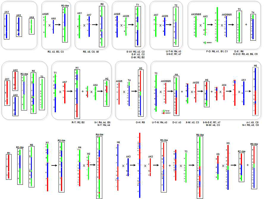 무 염색체의 진화 모델. 무 염색체는 tPCK 염색체가 2번 연속 융합, 재조합, 재배열되어 3배수화된 형태인 12개의 염색체로부터 진화함. T, 4배체 가상 염색체; H, 6배체 가상 염색체. AK 염색체의 24개 영역은 염색체의 왼쪽에, 각 영역의 유전자 보존 정도에 따른 구분은 녹색(MF1), 파란색(MF2), 빨간색(LF)으로 나타냄