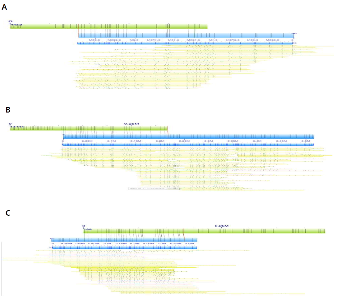 Irys genome map과 Canu 조립 서열의 비교정렬의 예시. Irys genome map v8 313개(58.6 Mb)를 쿼리(파란색)로, PacBio RS II Canu 조립 서열(605 Mb)를 참조 anchor(초록색)로 사용하여 정렬 비교함. A, anchor(Canu 조립 서열 CMAP) 컨티그 163과 Irys genome map 컨티그 39의 정렬에서 일치 영역과 불일치 영역의 확인 사례. 총 0.45 Mb 크기인 Irys genome map 컨티그 39 중에서 125 kb-271 kb 구간이 Canu 조립 서열 CMAP 컨티그 163의 말단에 정렬되고 말단 외곽으로 약 120 kb가 연장됨. B, anchor 컨티그 14111과 0.5 Mb 크기의 Irys genome map 컨티그 2가 정렬되고, 말단 외곽으로 약 300 kb가 연장됨. C, anchor 컨티그 189에 Irys genome map 컨티그 23이 정렬되고, 말단의 외곽으로 약 60 kb가 연장됨