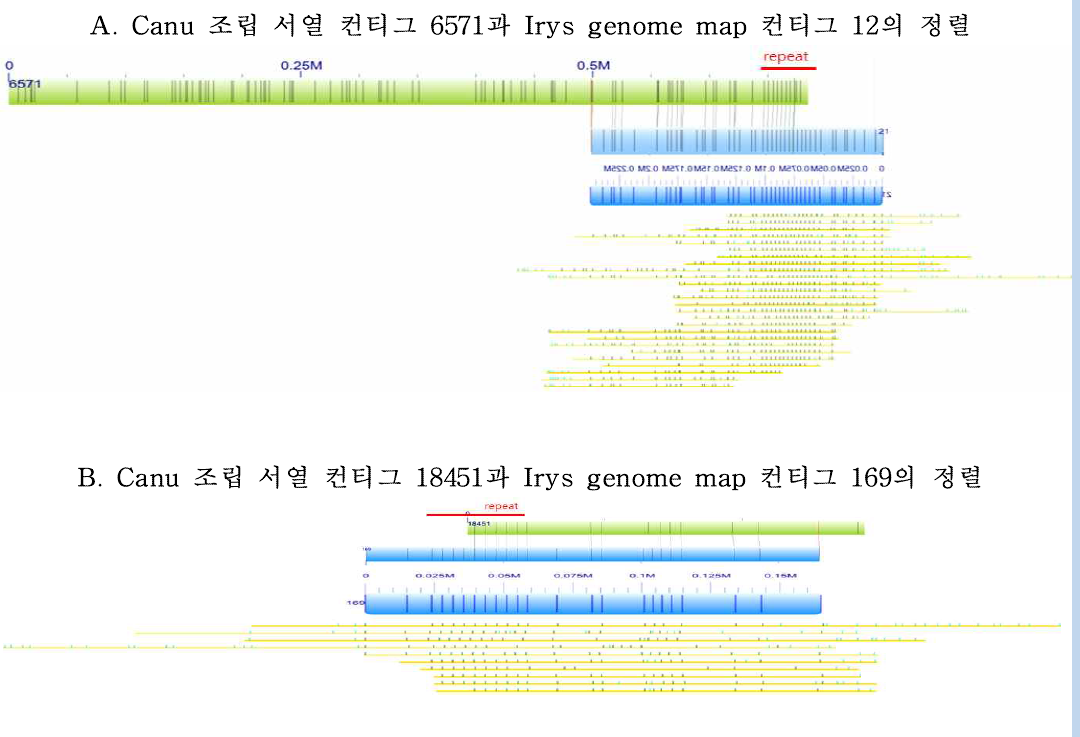 Irys genome map과 Canu 조립 서열의 반복구간 정렬. A, Irys genome map 컨티그 21이 반복서열로 종결된 Canu 조립 서열 컨티그 6571를 말단 외곽으로 60 kb 연장시킴. B, Irys genome map 컨티그 169이 반복서열로 종결된 Canu 조립 서열 컨티그 18451를 말단 외곽으로 37 kb 연장시킴