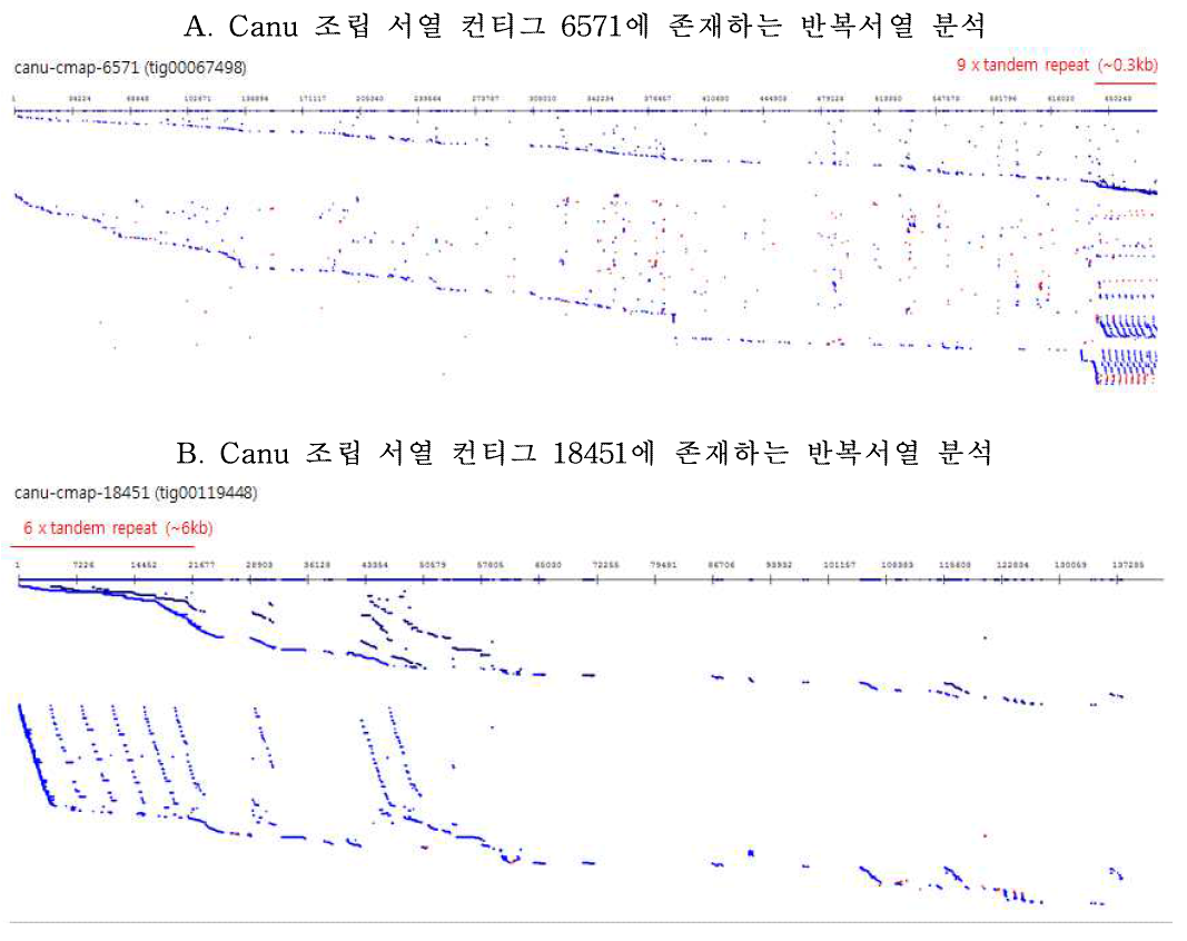 Irys genome map이 정렬된 Canu 조립 서열의 반복서열 분석. A, Irys genome map 컨티그 21과 반복서열 구간에 걸쳐서 정렬된 Canu 조립 서열 컨티그 6571 (tig00067498) 말단에 0.3 kb 단위의 서열이 9회 직렬 반복되어 있음. B, Irys genome map 컨티그 169과 반복서열 구간에 걸쳐서 정렬된 Canu 조립 서열 컨티그 18451(tig00119*448) 의 말단에 약 6 kb 단위의 서열이 6회 직렬 반복되어 있음