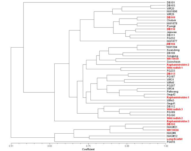 무 유전자원 48 계통의 유전적 유연관계. 18개 InDel 분자표지로 유전형을 결정한 후 NTSYSpc v2.2의 UPGMA 방법으로 유연관계도 작성. 유전체 재분석 대상으로 선발한 계통은 빨간색으로 표시