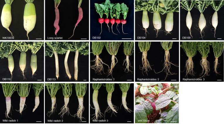 유전체 재분석에 사용한 무 계통의 형태적 특성. 화분에서 2개월(WK10024) 또는 야외 포장에서 3주(DB102)에서 2개월(나머지) 동안 키운 후 찍은 사진. 사진 속 막대 길이는 5 cm