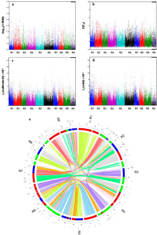 무 유전체에서 유전적 고정 영역의 탐색. A-B, 염색체별 ROD와 Z(Fst) 분포. C-D, 아시아 기원 재배 품종과 아시아 야생종에서 염색체별 θπ 값의 분포. E, 재배화 과정을 통해 아시아 기원 재배 품종에 유전적으로 고정된 유전체 영역. 최외각 원에 검정색 선으로 표시
