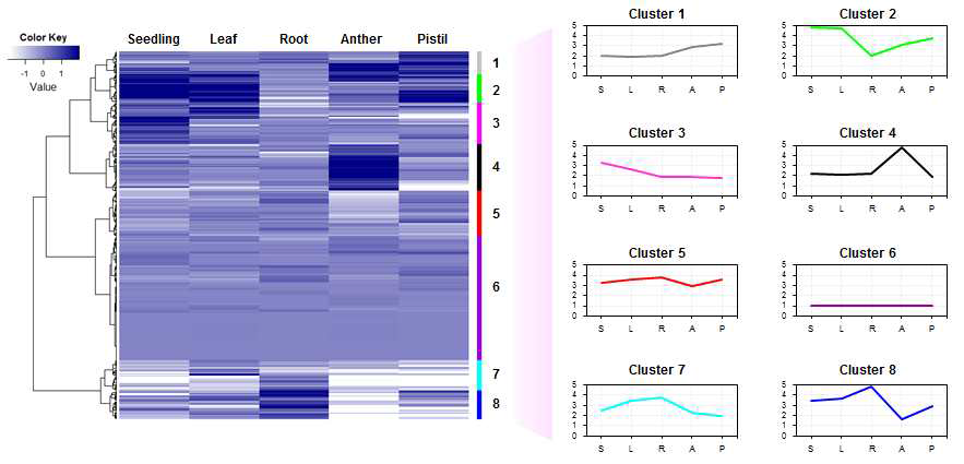 무의 512개 재배화 관련 후보 유전자의 조직별 발현 양상. 조직별 RNA-seq 실험을 3회 반복 수행 후 유전자별 발현양을 표준화하여 유전자 차등 발현 특성에 따른 8개의 유전자 그룹으로 계층 군집한 heatmap으로 나타냄. 오른쪽 그래프는 각 그룹의 유전자 평균 발현 양임