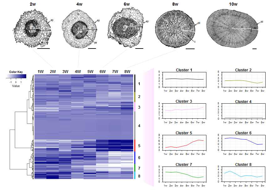 뿌리 발달 동안 512개 재배화 관련 후보 유전자의 발현 양상. 1주-8주 동안 무 뿌리의 기간별 발달 정도를 절단하여 관찰함. 같은 기간 동안 재배화 유전자의 발현 양상을 RNA-seq 실험을 3회 반복 수행 후 발현양을 표준화하여 유전자 차등 발현 특성에 따른 8개의 유전자 그룹으로 계층 군집한 heatmap으로 나타냄. 오른쪽 그래프는 각 그룹의 유전자 평균 발현 양임