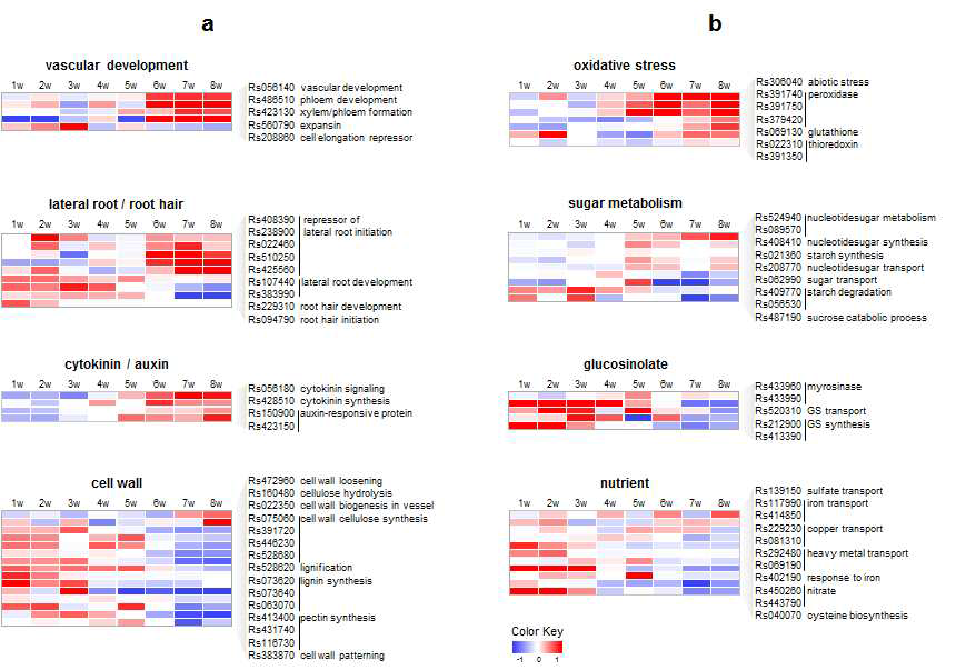 뿌리 발달 동안 중요 유전자군의 발현 변화. A, 뿌리 발달 관련 유전자들의 발현 양상. B, 대사 관련 유전자들의 발현 양상. Heatmap은 유전자 발현의 상대 량으로 표시. X축은 1주부터 8주까지 유전자 발현 양임