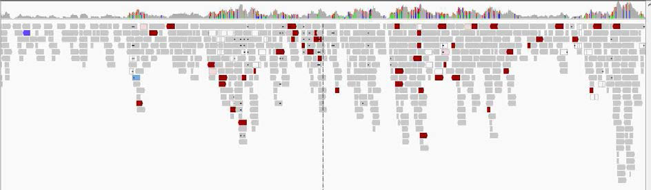 Rs1.0에 대한 F2 resequencing PE read의 매핑 예시