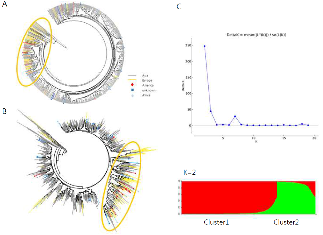 UPGMA 분석(A), Neighbor joining 분석(B), 그리고 STRUCTURE 분석(C)을 통한 1차 무 유전자원 집단(791)의 구분. A, UPGMA 분석. B, Neighbor joining 분석. 노란색 원 구역에는 주로 유럽 원산지 자원이 많음. C, STRUCTURE 분석. 무 집단은 두개의 집단으로 구분됨
