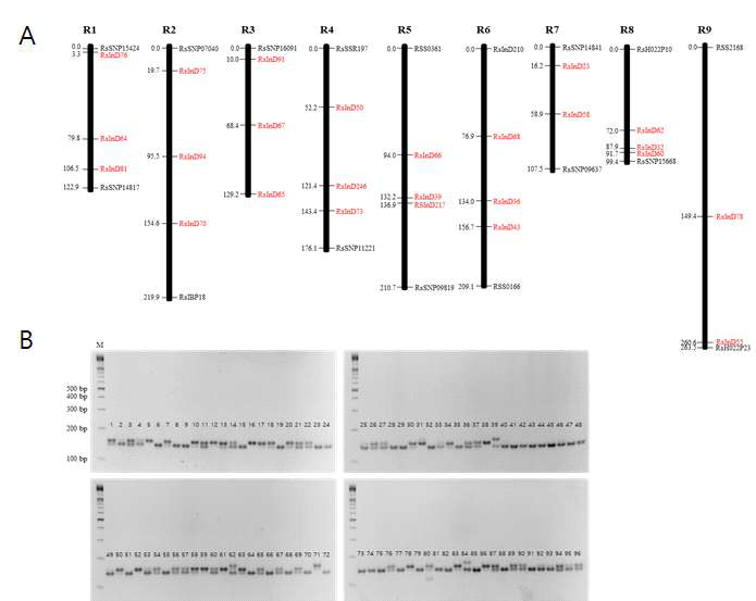 25개 InDel 마커 분포와 RsInD60 전기영동 결과. A, 25개 마커(붉은색)의 분포; B, RsInD60 전기영동 결과 예시; M, DNA ladder