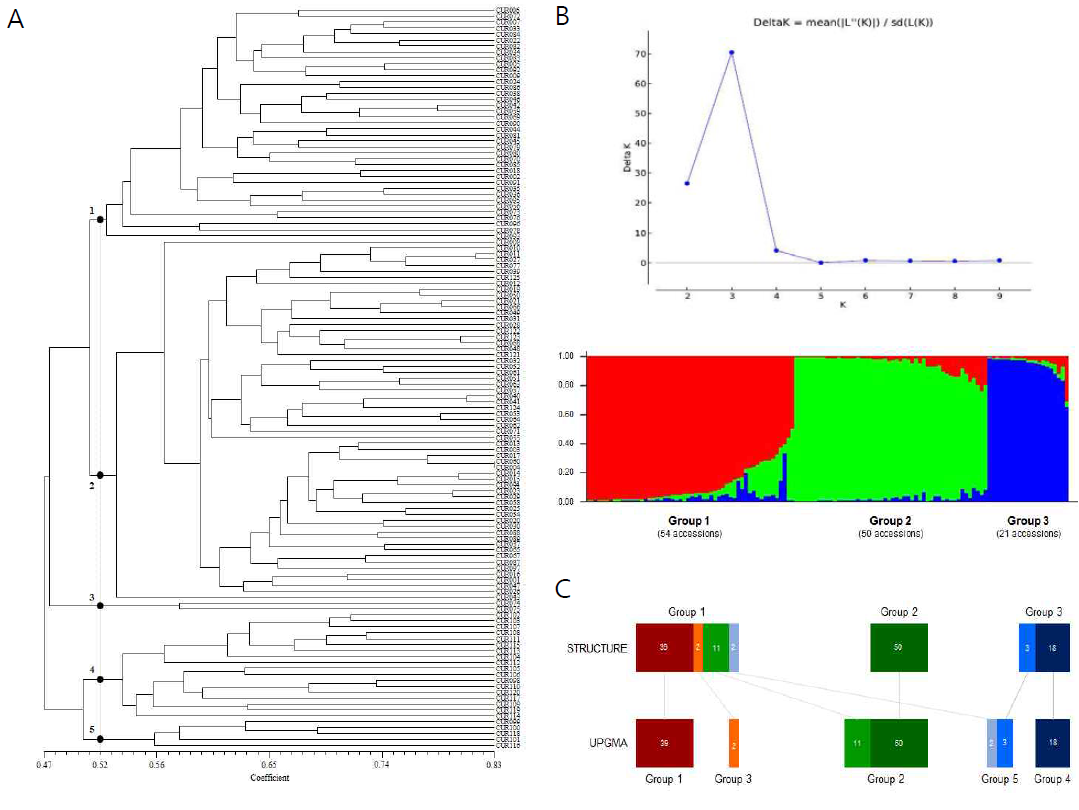 핵심집단의 구조 분석. A, UPGMA dendrogram; B, STRUCTURE 분석; C, STRUCTUE 분석과 UPGMA 분석 결과의 비교