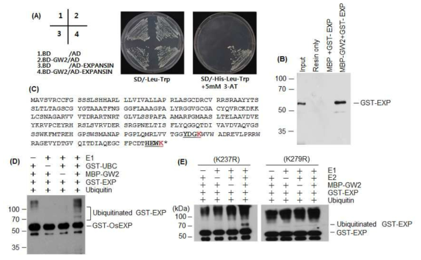 E3 ubiquitin ligase인 GW2 활성에 의한 EXPANSIN 단백질의 우비퀴틴화 (ubiquitination). (A) Yeast two hybrid에 의한 GW2와 EXPANSIN의 결합 조사. EXPANSIN에 대한 cDNA를 yeast vector activating domain (AD)과 융합하여 재조 합 유전자 AD-EXP를 제조하고, GW2 단백질을 코딩하는 cDNA를 Binding domain (BD)과 융합하여 재조합 유전자 BD-GW2를 제조하여 yeast에 형질전환한 후 GW2와 EXPANSIN의 상호 결합 조사. GW2 단백질이 EXPANSIN 단백질과 강하게 결합함. (B) GW2와 EXPANSIN의 상호결합 조사. 대장균에서 MBP-GW2와 GST-EXP을 과 다발현하고 amylose와 glutathione column으로 순수분리. In vitro pull-down후 anti-GST 항체를 이용하고 western blot 방법으로 GST-EXP 검정. (C) EXPANSIN 단백질의 아미노산 서열. Putative ubiquitination motif는 밑줄로 표시하였고 putative ubiquitination site는 붉은색으로 표시. (D) GW2 활성에 의한 EXPANSIN의 우비퀴틴 화 조사. MBP-GW2, GST-EXP, ubiquitin-activating enzyme (E1), ubiquin-conjugating enzyme (E2), ubiquitin을 첨가하여 in vitro ubiquitination 반응 실시. 반응 후 우비퀴틴화된 GST-EXP를 anti-GST 항체를 사용하고 western blot 방 법으로 확인. (E) EXPANSIN에 우비퀴틴화되는 아미노산 (ubiquitination site) 동정. Putative ubiquitination site인 237번째 lysine과 279번째 lysine을 arginine으로 치환된 돌연변이 EXPANSIN (K237R, K279R)을 생산하여 in vitro ubiquitination 반응을 수 행함. 279번째 lysine이 우비퀴틴화 되는 아미노산임을 확인