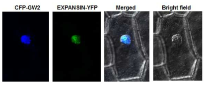 세포내 소기관에서 GW2와 EXPANSIN의 분포양상. 35S-GW2-CFP와 35S-EXPANSIN-YFP 재조합 유전자를 양파의 표피세포 (onion epidermal cell)에 입 자총 (Particle bombardment) 방법으로 조사한 후 CFP와 YFP 신호를 형광현미경을 사용하여 관찰