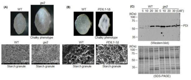 gw2 돌연변이 종자의 표현형과 탄수화물 알갱이 분석 및 PDI 단백질 함량 분석. (A) 수직으로 절단한 gw2 돌연변이체 종자 내부 분석. gw2 돌연변이체 종자 내부가 WT과 다른 양상을 보임 (upper panel). 전자현미경을 이용하여 종자내부의 탄 수화물을 분석. 탄수화물 알갱이가 비정상적인 둥근 형태를 보임 (lower panel). (B) 수직으로 절단한 PDI (protein disulfide isomerase) 돌연변이체 PDIL1-1Δ 종자 내부 분석. 돌연변이체 PDIL1-1Δ 종자 내부가 WT과 다른 양상을 나타냄 (upper panel)