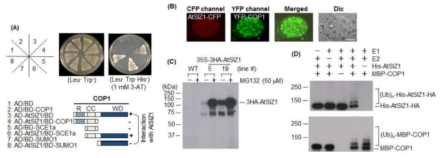 E3 SUMO ligase SIZ1과 E3 ubiquitin ligase COP1과의 상호 결합과 SIZ1에 대한 COP1 단백질의 E3 ubiquitin ligase 활성. (A) Yeast two hybrid에 의한 SIZ1과 COP1의 결합 조사. SIZ1에 대한 cDNA를 yeast vector activating domain (AD)과 융 합하여 재조합 유전자 AD-SIZ1을 제조하고, COP1 단백질을 코딩하는 cDNA를 Binding domain (BD)과 융합하여 재조합 유전자 BD-COP1을 제조하여 yeast에 형질 전환한 후 SIZ1과 COP1의 상호 결합 조사. SIZ1 단백질이 COP1 단백질과 강하게 결 합함. (B) SIZ1과 COP1의 분포조사. SIZ1에 대한 cDNA를 CFP cDNA와 융합하여 재조합 유전자 SIZ1-CFP을 제조하고, COP1 단백질을 코딩하는 cDNA를 CFP cDNA 와 융합하여 재조합 유전자 YFP-COP1을 제조하여 particle bombardment 방법으로 양파 표피세포에 발현. Confocal microscopy를 이용하여 SIZ1-CFP과 YFP-COP1 분포 조사. SIZ1-CFP과 YFP-COP1이 핵내에서 동일한 speckle로 존재. (C) 식물체내에서 SIZ1 단백질 ubiquitination 조사. 35S-HA3-AtSIZ1 재조합 유전자를 제작하고 애기장 대에 도입하여 형질전환체 생산. 형질전환체에 26S proteosome complex의 inhibitor로 작용하는 MG132를 처리한 후 anti-HA 항체를 사용하여 HA3-AtSIZ1 양 조사. (D) COP1 활성에 의한 SIZ1의 우비퀴틴화 조사. MBP-COP1, His6-SIZ1-HA, ubiquitin-activating enzyme (E1), ubiquin-conjugating enzyme (E2), ubiquitin을 첨 가하여 in vitro ubiquitination 반응 실시. 반응 후 우비퀴틴화된 His6-SIZ1-HA를 anti-HA 항체를 사용하고 western blot 방법으로 확인 (upper panel). COP1의 self-ubiquitination은 anti-MBP 항체를 사용하고 western blot 방법으로 확인 (lower panel)