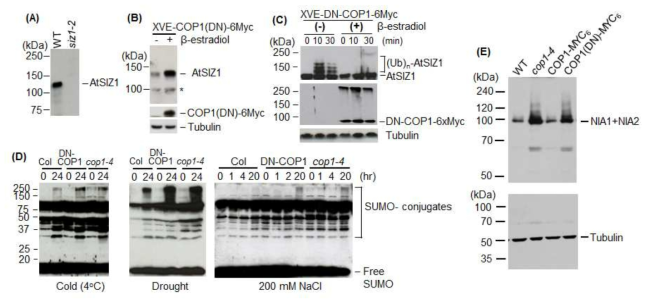 E3 SUMO ligase SIZ1과 nitrate reductase NIA1과 NIA2의 안정성에 E3 ubiquitin ligase COP1 단백질의 역할. (A) Anti-SIZ1 항체 특이성 조사. 대장균에서 과다 발현하고 순수 분리한 SIZ1 단백질을 토끼에 주입하여 anti-SIZ1 항체 생산. WT 과 siz1-2 돌연변이체에서 total protein을 추출한 후 anti-SIZ1 항체를 사용하고 western blot으로 항체 특이성 조사. (B) COP1에 의한 SIZ1 단백질의 안정성 조사. Site-directed mutagenesis 방법으로 RING finger motif가 변이된 dominant-negative (DN) COP1 cDNA를 생산하여 β-estradiol에 의해서 발현이 유도되는 XVE promoter 와 융합하여 XVE-COP1(DN)-Myc3 재조합 유전자 제작. 애기장대에 도입하여 형질전 환체를 생산하고 β-estradiol 처리하여 COP1(DN)-Myc6 발현 유도. 동일한 시료에서 total protein을 추출하고 anti-SIZ1 항체를 사용하여 SIZ1 함량 조사. (C) 식물체내에 서 SIZ1의 ubiquitination에 COP1 활성 조사. XVE-COP1(DN)-Myc6 형질전환체에 β -estradiol 처리하여 COP1(DN)-Myc3의 발현을 유도한 후 37oC에서 30분 처리. COP1(DN)-Myc6의 발현을 anti-Myc 항체로 확인한 후 SIZ1과 ubiquitinated SIZ1을 anti-SIZ1 항체를 사용하여 western blot으로 확인. (D) SUMO-conjugate 함량에 COP1 활성 영향 조사. WT, cop1-4 돌연변이체, COP1 (DN)-Myc6 과다발현체를 저온 (4oC), 한발 (drought), 고염 (200mM NaCl)을 각각 24시간 처리. 각 시료의 잎에서 total protein을 추출한 후 anti-SUMO1 항체를 사용하고 western blot으로 SUMO-conjugate 조사. (E) Nitrate reductase NIA1과 NIA2 안정성에 COP1 단백질 영향 조사. WT, cop1-4 돌연변이체, COP1-Myc6과 COP1 (DN)-Myc6 과다발현체 잎 에서 total protein을 추출한 후 anti-NR 항체를 사용하고 western blot으로 NR 함량 조사