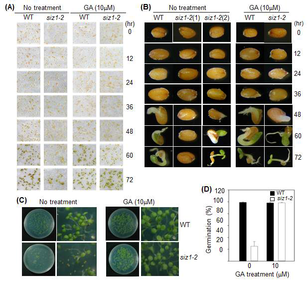 E3 SUMO ligase SIZ1의 돌연변이체 siz1-2 종자의 발아에 지베렐린 호르몬 효과 조사. (A) WT과 siz1-2 돌연변이 종자의 발아에 지베렐린 효과 조사. MS 배지 에 WT과 siz1-2 돌연변이 종자를 파종하고 10μM 지베렐린을 처리하여 각각 72시간 동안 종자의 발아를 조사함. GA를 처리하지 않은 경우 siz1-2 돌연변이 발아가 매우 낮으나 지베렐린을 처리한 경우 발아가 WT 수준으로 회복됨. (B) (A)에서 확인된 종자의 일부를 선택하여 확대하여 사진 촬영한 종자의 발아형태. (C) WT과 siz1-2 돌 연변이 종자의 발아에 지베렐린 효과 조사. MS 배지에 WT과 siz1-2 돌연변이 종자를 파종하고 10μM 지베렐린을 처리하여 각각 5일 동안 종자의 발아를 조사. GA를 처리 하지 않은 경우 siz1-2 돌연변이 발아가 매우 낮으나 지베렐린을 처리한 경우 발아가 WT 수준으로 회복됨. (D) 이미 조사한 (C)의 결과를 정량적으로 조사한 그래프