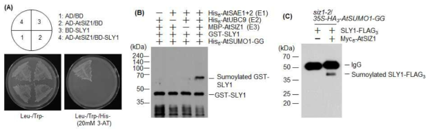 E3 SUMO ligase SIZ1과 SLY1 단백질의 상호 결합 및 SLY1 단백질에 대한 SIZ1의 E3 SUMO ligase 활성 조사. (A) Yeast two hybrid를 통한 SIZ1과 SLY1 단 백질의 상호 결합 조사. 각각 yeast vector인 activating domain (AD)이나 binding domain (BD)과 융합된 AD-AtSIZ1과 BD-SLY1 재조합 벡터를 제조하고 yeast에 형 질전환한 후 GW2와 SLY1의 상호 결합 조사. SIZ1과 SLY1이 강하게 결합함. (B) 생 체외 (in vitro) 조건에서 E3 SUMO ligase AtSIZ1활성에 의한 SLY1의 수모화 (sumoylation) 조사. 대장균에서 과다발현하고 순수 분리한 His6-AtSAE1b (E1), His6-AtSAE2 (E1), His6-AtUBC9 (E2), MBP-AtSIZ1 (E3), His6-AtSUMO1-GG, GST-SLY1을 이용하여 수모화 반응을 실시하고 anti-GST 항체를 이용하여 western blot을 시행하여 SLY1의 수모화 여부를 조사. SLY1이 AtSIZ1에 의해서 특이적으로 수모화됨. (C) 식물체 (in vivo)에서 E3 SUMO ligase인 AtSIZ1에 의한 SLY1의 수모 화 조사. 35S-HA3-AtSUMO1-GG 재조합 유전자로 형질전환된 siz1-2 돌연변이체 생 산. bacterial infiltration 방법을 사용하여 AtSUMO1-GG를 과다발현하는 siz1-2 돌연 변이 잎에 각각 35S-Myc6-AtSIZ1, 35S-SLY1-FLAG3 재조합 유전자 주입. HA3-AtSUMO1-GG, SLY1-FLAG3, Myc6-AtSIZ1 발현 유무를 anti-HA, anti-FLAG, anti-Myc 항체를 사용하고 western blot 방법으로 확인한 다음 동일한 시 료를 이용하여 anti-HA 항체로 면역침강을 실시함. 면역침강 후 SDS-gel 전기영동으 로 단백질을 분리한 후 각각의 수모화된 SLY1-FLAG3을 anti-FLAG 항체를 사용하 여 검정함