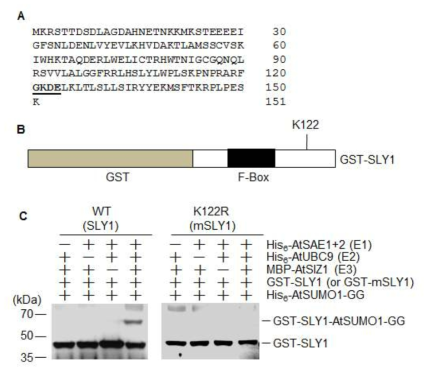 E3 SUMO ligase AtSIZ1활성에 의한 SLY1의 수모화되는 아미노산 (sumoylation site) 동정. (A) SLY1 단백질의 아미노산 서열. Putative sumoylation site를 굵은체와 밑줄로 표시함. (B) 재조합 GST-SLY1 단백질의 구조. 기질과 결합하 는 SLY1 단백질의 F-box와 putative sumoylation site인 122번째 lysine 아미노산 위치 를 표시함. (C) 대장균에서 과다발현하고 순수 분리한 His6-AtSAE1b (E1), His6-AtSAE2 (E1), His6-AtUBC9 (E2), MBP-AtSIZ1 (E3), His6-AtSUMO1-GG, GST-SLY1, GST-mSLY1을 이용하여 수모화 반응을 실시하고 anti-GST 항체를 이용 하여 western blot을 시행하여 SLY1의 수모화 여부를 조사. WT SLY1 단백질은 SIZ1 에 의해서 수모화되나 mSLY1은 수모화 되지 않음. 122번째 lysine이 SLY1 단백질의 수모화에 관여하는 아미노산임을 확인