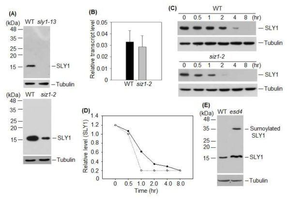 SLY1 단백질의 안정성에 AtSIZ1 영향. (A) 대장균에서 분리한 SLY1 단백 질을 이용하여 제작한 항체를 사용하여 WT과 siz1-2 돌연변이에서 SLY1 단백질 검 정. Ant-SLY1 항체가 특이적으로 반함을 검증함 (upper panel). SLY1 항체를 이용하 여 WT과 siz1-2 돌연변이에서 SLY1 단백질 검정한 결과 siz1-2 돌연변이에서 SLY1 단백질 함량이 낮게 검증됨 (lower panel). (B) WT과 siz1-2 돌연변이에서 SLY1 유 전자의 발현양 조사. WT과 siz1-2 돌연변이에서 SLY1 transcript 함량에 차이가 없음. (C) WT과 siz1-2 돌연변이에서 cycloheximide를 처리한 후 total protein을 분리하여 SLY1 단백질의 분해 양상을 조사함. SLY1 단백질의 분해 속도가 siz1-2 돌연변이에서 빠르게 나타남. (D) 단백질의 분해 양상 (C)을 그래프로 표시함. (E) WT과 esd4 돌 연변이에서 SLY1 단백질 함량 조사. esd4 돌연변이에서 SLY1 함량이 높음