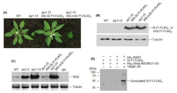 SLY1과 mSLY1을 과다발현하는 sly1-13 돌연변이체의 표현형과 SLY1 단백 질의 수모화에 지베렐린 영향 조사. (A) SLY1과 mSLY1을 과다발현에 따른 sly1-13 돌연변이체의 표현형 회복 조사. sly1-13 돌연변이체를 35S-SLY1-FLAG3 또는 35S-SLY1-mFLAG3 재조합 유전자를 이용하여 형질전환체 생산하고 MS 배지에서 파 종 후 토양으로 옮겨 심은 후 4주후에 표현형 조사. SLY1-FLAG3를 과다발현하는 sly1-13 돌연변이체는 WT 수준으로 표현현을 회복. SLY1-mFLAG3를 과다발현하는 - 24 - sly1-13 돌연변이체는 표현형이 sly1-13 돌연변이체와 유사함. (B) SLY1-FLAG3 또는 SLY1-mFLAG3를 과다발현하는 sly1-13 돌연변이체에서 SLY1-FLAG3와 SLY1-mFLAG3 발현을 anti-FLAG 항체를 이용하고 western blot 방법으로 조사. (C) SLY1의 타겟단백질인 RGA 단백질 함량에 SIZ1과 mSLY1의 영향 조사. WT, siz1-2, sly1-13, SLY1-FLAG3 또는 SLY1-mFLAG3를 과다발현하는 sly1-13 돌연변이 체에서 DELLA protein인 RGA 단백질 함량 조사. 각 식물체에 잎에서 추출한 total protein을 사용하고 anti-RGA 항체를 이용하여 western blot 방법으로 RGA 함량 조 사. siz1-2, sly1-13, SLY1-mFLAG3를 과다발현하는 sly1-13 돌연변이체에서는 RGA 함량이 높지만 SLY1-FLAG3를 과다발현하는 sly1-13 돌연변이체에서는 RGA 함량이 WT과 비슷함. (D) SLY1의 수모화에 지베렐린 영향 조사. 35S-HA3-AtSIZ1, 35S-SLY1-FLAG3, 35S-His6-Strep-AtSUMO1-GG 유전자를 애기장대 잎에 주입하고 동시에 100 mM 지베렐린을 처리한 후 nickel column과 anti-strep 항체로 His6-Strep-AtSUMO1-GG에 의해서 수모화된 단백질을 분리. 분리한 SUMO-conjugate를 SDS-gel 전기영동으로 분리한 후 anti-FLAG 항체로 수모화된 SLY1 단백질을 동정. 지베렐린을 처리한 잎에서 수모화된 SLY1 단백질 band가 진하 게 검정됨
