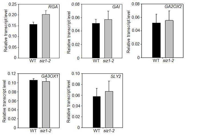 siz1-2 돌연변이에서 지베렐린 합성 또는 지베렐린 신호전달 조절 유전자 발 현 양상. WT과 siz1-2 돌연변이체에서 total RNA를 분리한 후 SLY2, RGA, GAI, GA2OX2, GA3OX1 유전자 특이적인 primer를 사용하고 qRT-PCR 방법으로 각 유전 자의 발현 조사. RGA: Repressor of ga1-3; GAI: GA insensitive; GA2OX2: GIBBERELLIN 2-OXIDASE 2; GA3OX1: GIBBERELLIN 3-OXIDASE 1; SLY2: SLEEPY2